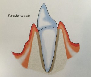 parodonte-sain